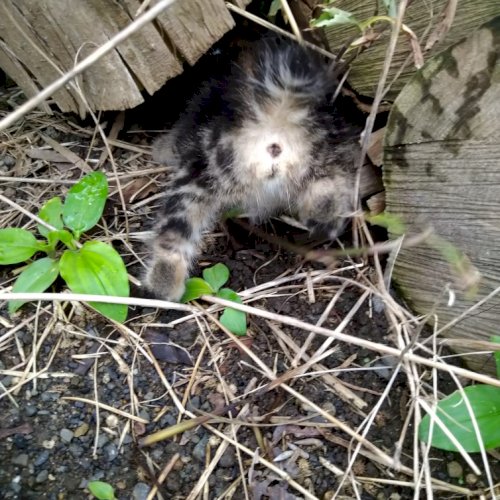 「子猫が近所の空き地にあらわれて4日経ちま」の質問画像