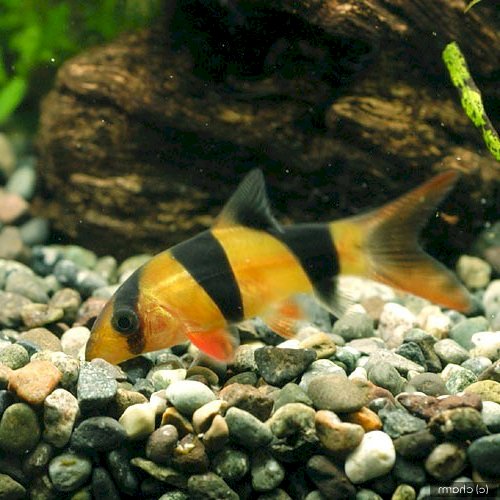 「この魚の名前を教えてください」の回答画像2