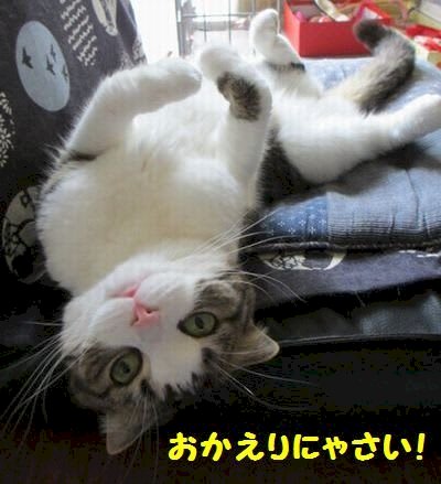 「サクランボ収穫しました。」の回答画像12