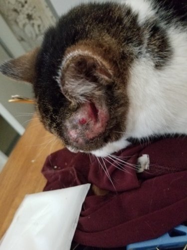 「86歳一人暮らしの認知症の母の飼い猫につ」の質問画像