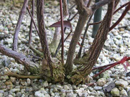 「カロライナジャスミンの地際の茎がふくらん」の質問画像