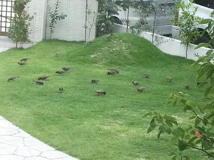 「庭の半分を耕したら耕して無い方にヒヨトリ」の質問画像