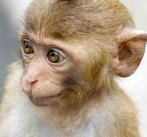「たぶんなのですが、この犯人の人って、ここ」の回答画像3