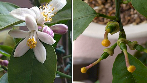 「柑橘のお花・名前教えてください」の回答画像5
