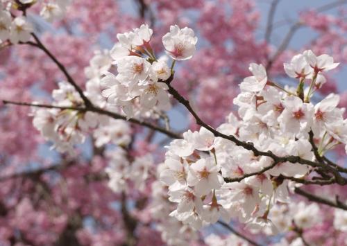 「桜の名所」の回答画像7