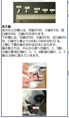 「ワンチャンの歯が抜けてしまいました。 誰」の回答画像2