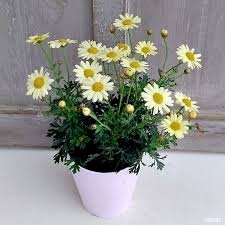 「この花は以前質問させていただきました『ダ」の回答画像4