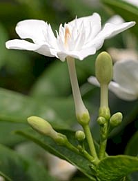「花の名前を教えてください」の回答画像3