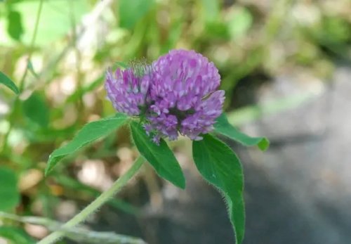 「花の名前を教えて下さい。」の回答画像3