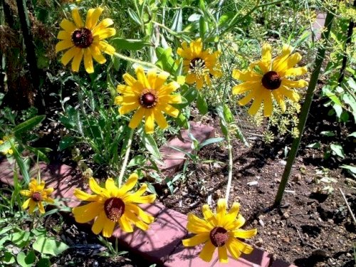 「この花の名前を教えて下さい。」の回答画像2