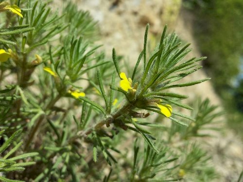 「植物名を教えてください」の回答画像1