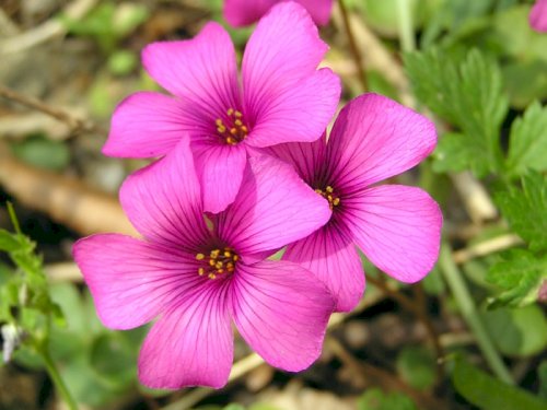 「花の名前を教えてください」の回答画像5
