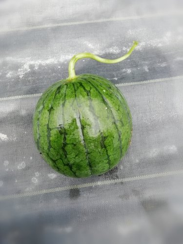 「ただいまー((유∀유|||))と言っても」の回答画像10