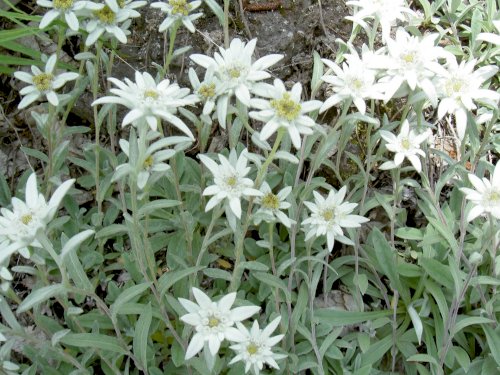 「道の駅にある直売所でこの花を見つけたので」の回答画像2