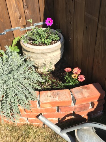 「今の時期に花壇に植えるならどの花がお勧め」の質問画像