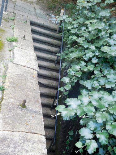 「写真のツル性植物の名前を教えてください。」の質問画像