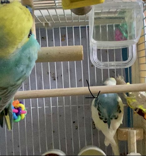 「セキセイインコの5ヶ月になる男の子なので」の質問画像