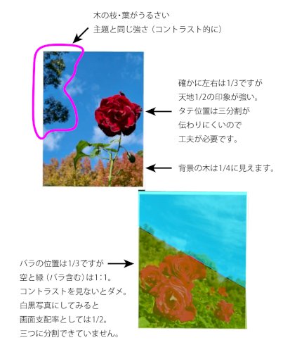 「昨日に引き続き、また写真を撮ってみたので」の回答画像1