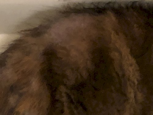 「飼い猫が手に負えません。」の質問画像