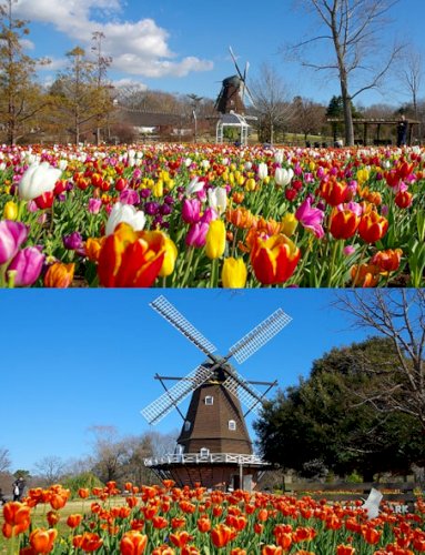 「3月4日の誕生花はチューリップ✲・*:.」の回答画像4