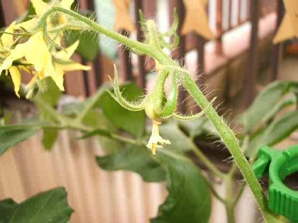 「ベランダ菜園の土づくり & トマトの開花」の質問画像