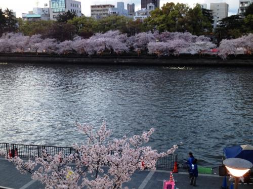 「至急お願いします！桜ノ宮公園でお花見につ」の回答画像2