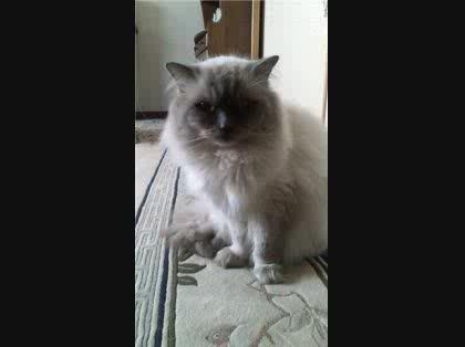 「猫に詳しい方にお伺いします!」の質問画像