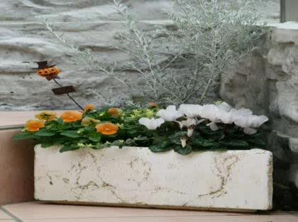 「ビオラ&シクラメンの寄せ植え、お手入れは」の質問画像