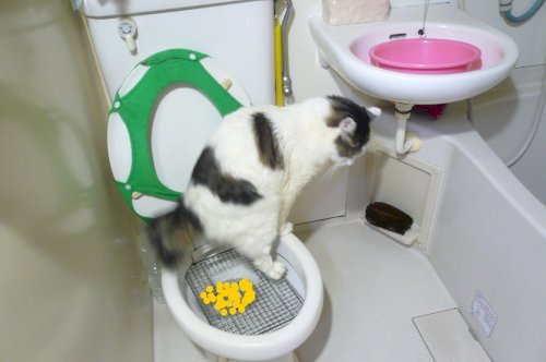 「障害者手帳ってどういう経緯があって得るも」の回答画像3
