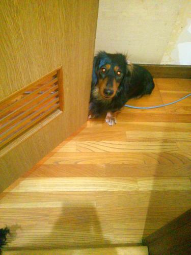 「ミックス犬で3歳」の回答画像1
