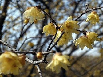 「先日に鎌倉を訪れた時に、このような黄色の」の回答画像1