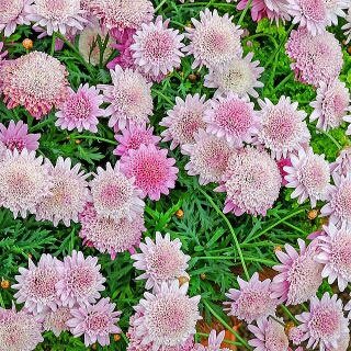 「この花の名前を教えてください」の回答画像3