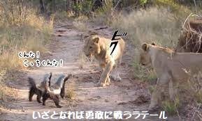 「ぶっちゃっけ徴兵制も軍事訓練もしてないヘ」の回答画像7