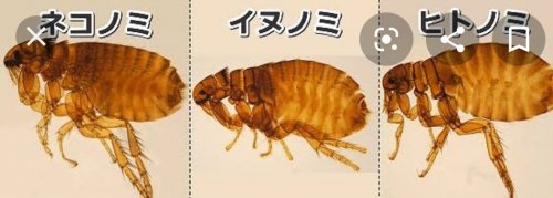 「私の家で飼ってる犬が、ある首の一点を思い」の回答画像2