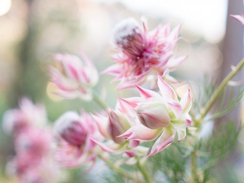 「花の名前を教えてください。」の回答画像2