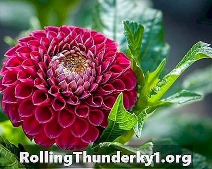 「この花はなんという名前ですか?」の回答画像3