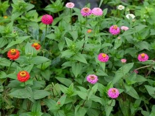 「庭に咲いた花です。これは何という花ですか」の回答画像3