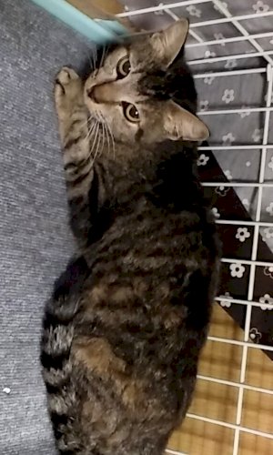 「ジモテイーで里親募集の猫をもらおうか考え」の回答画像5