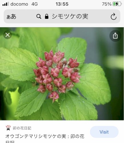 「ピンクの可愛い花の名前を教えていただけな」の回答画像1