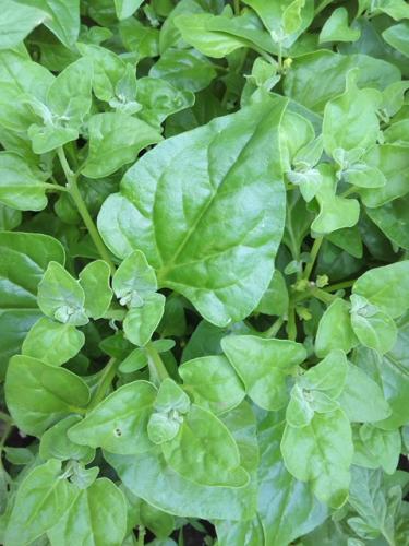 「この植物は食べられますか?」の質問画像