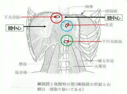 「横隔膜の孔」の回答画像1