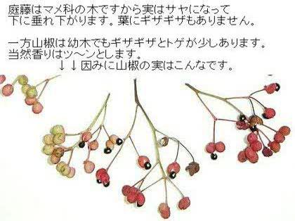 「この木(植物)の名前わかりますか?」の回答画像3
