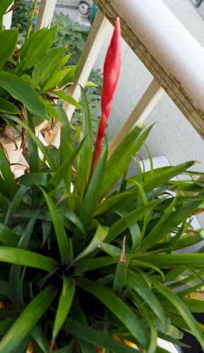 「この写真の植物の名前の名前教えて下さい。」の回答画像4