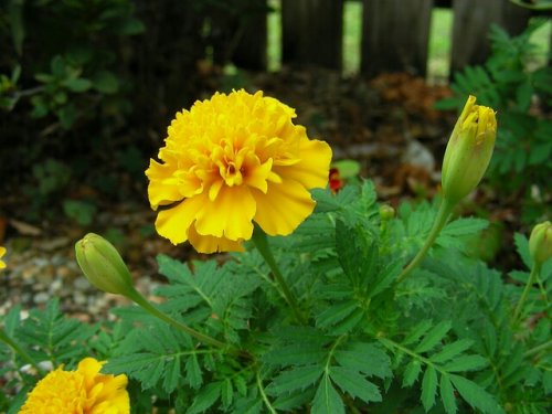「オレンジ色と黄色の花」の回答画像5