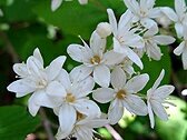 「花の名前を教えてください」の回答画像2