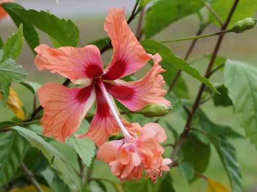 「この花の名前を教えて下さい!沖縄で咲いて」の回答画像2