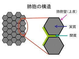 「間質性肺炎肺炎 父が間質性肺炎になりまし」の回答画像1
