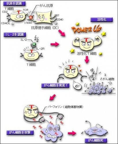 「酸化ストレスによる細胞損傷の修復はされま」の回答画像5