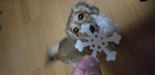 「犬のことです。 太ってますか?? 三キロ」の質問画像