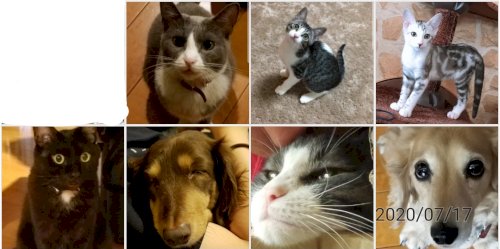 「ミニチュアダックス14歳 ダックスの老犬」の回答画像6